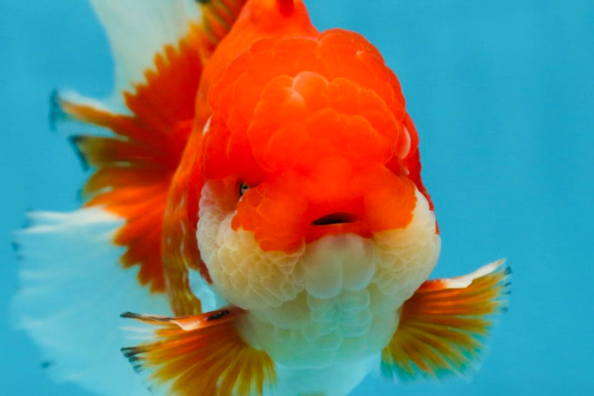 AAA Grade Red White Oranda Male 6 inches #080125OR_12