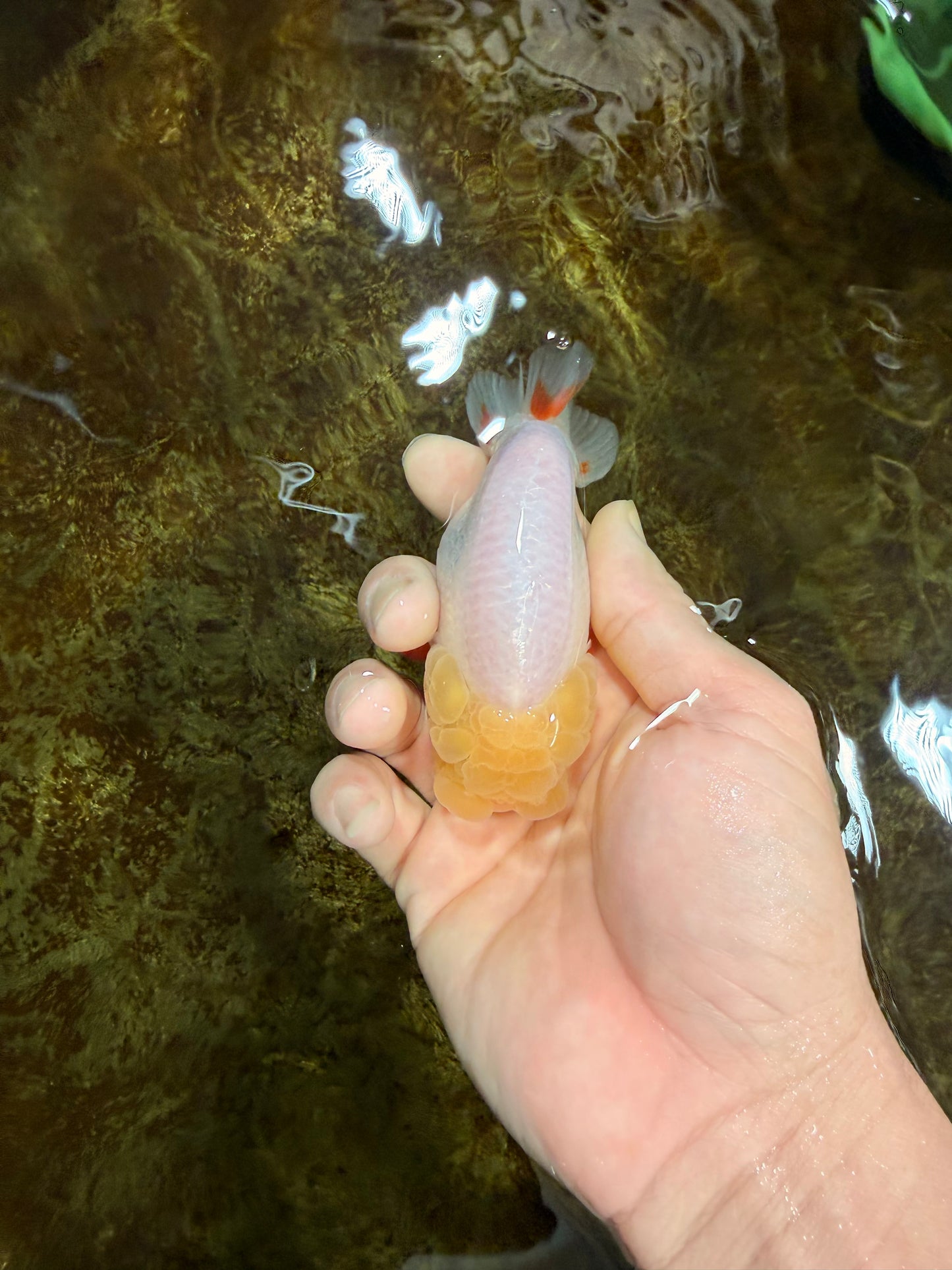 SPECIAL White Lionchu Female 4 inches #120525LC_13