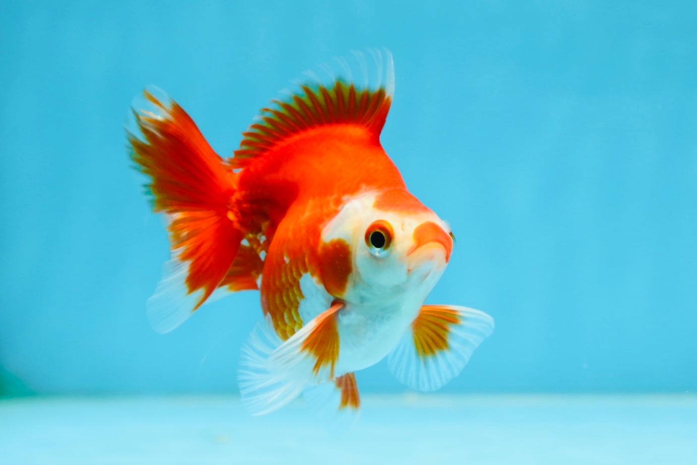 POCKET AAA Grade Small Red White Ryukin Female 3.5-4 inches #082225RK_26