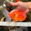 A Grade Jade Head Sakura Oranda Male 6-6.5 inches #082826OR_01