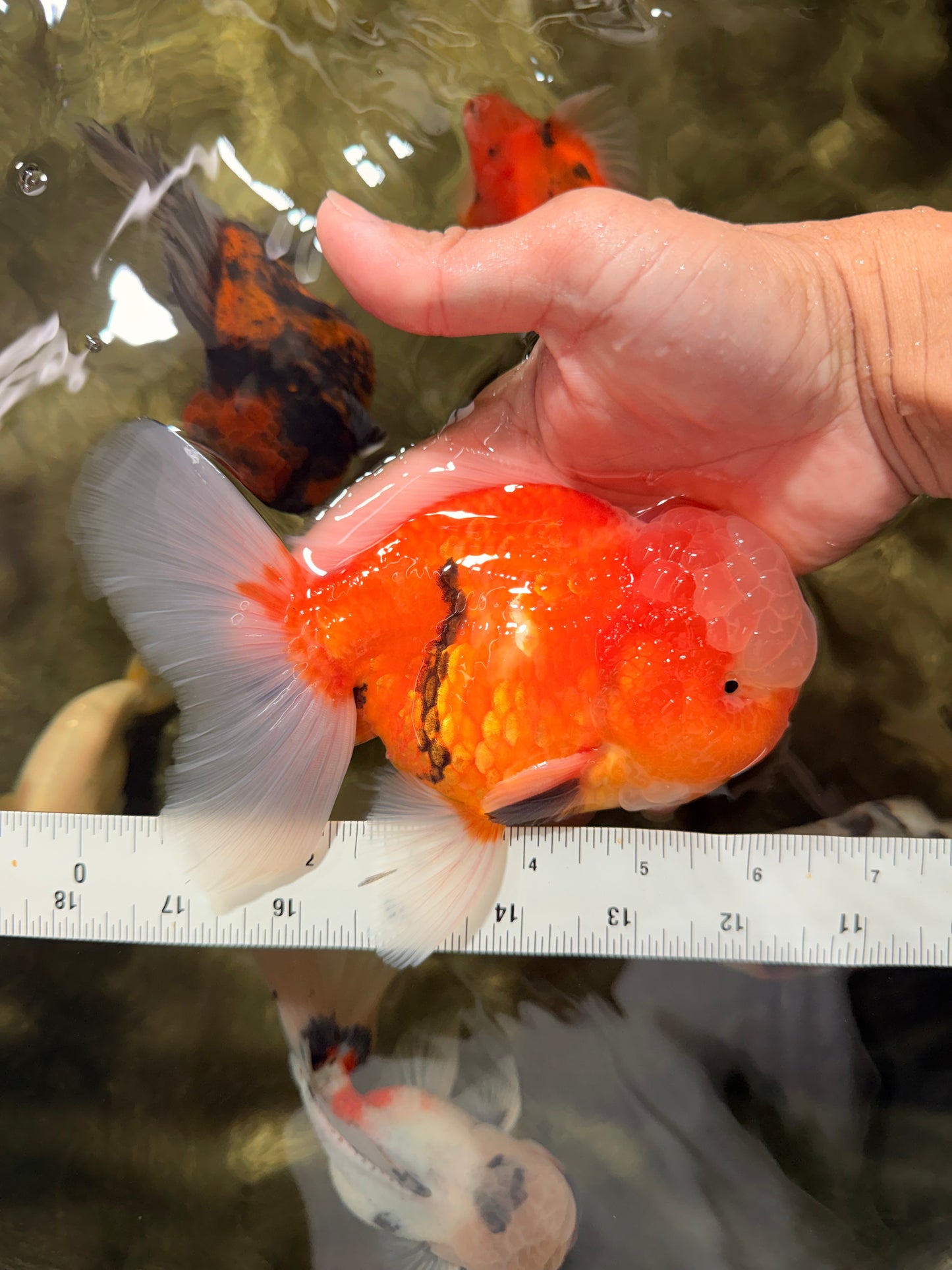 A Grade Jade Head Sakura Oranda Male 6-6.5 inches #082826OR_01