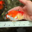 CHUBBY A Grade Red White LionQueen Female 4 inches #042426LC_20