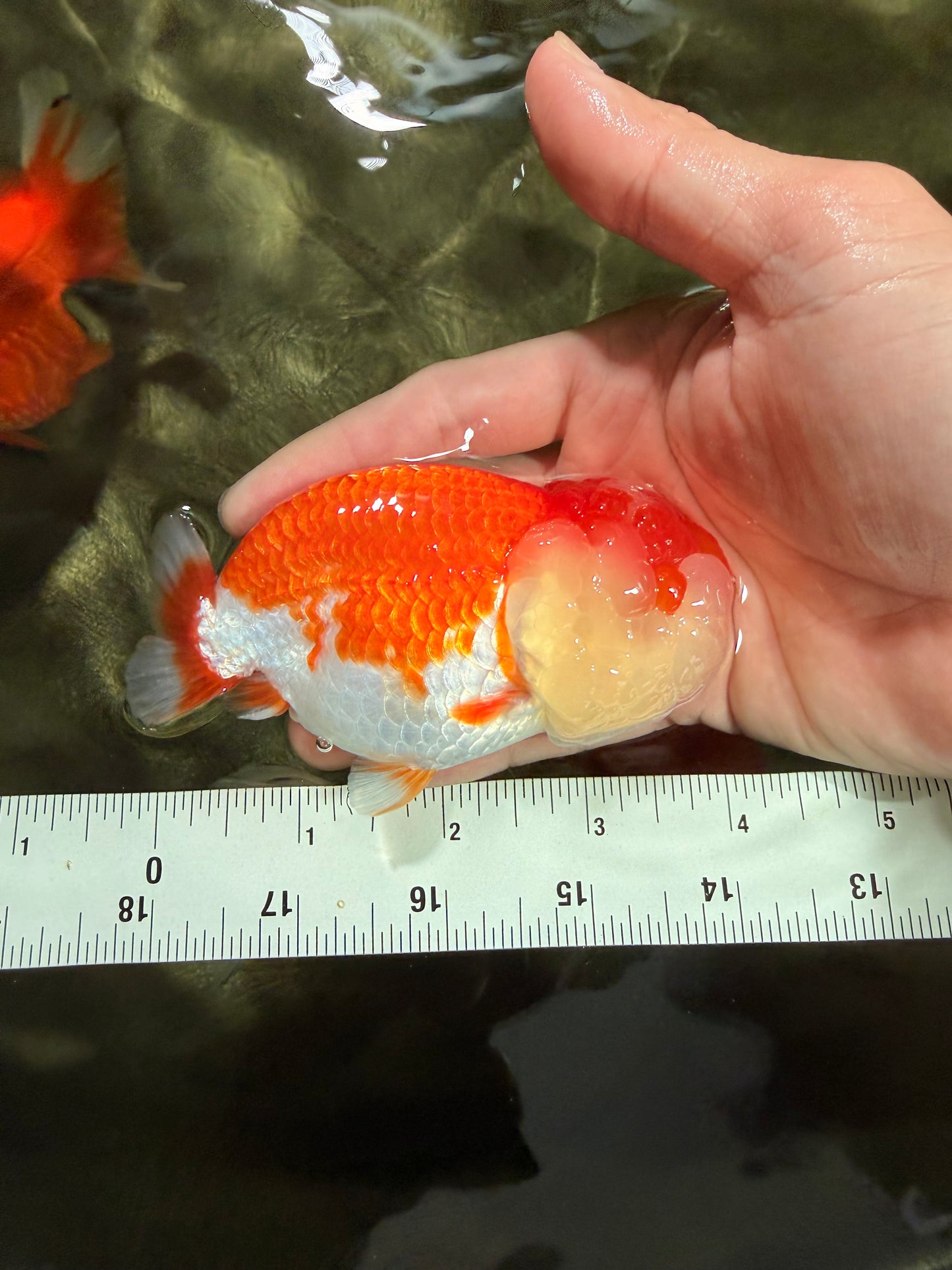 CHUBBY A Grade Red White LionQueen Female 4 inches #042426LC_20