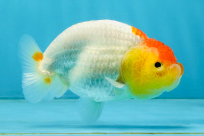 SUPER CUTE A Grade Red White LionQueen 4 inches #121225LC_08