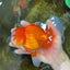 AAA Grade Young Godzilla Red White  Oranda Male 6-6.5 inches #081525OR_10