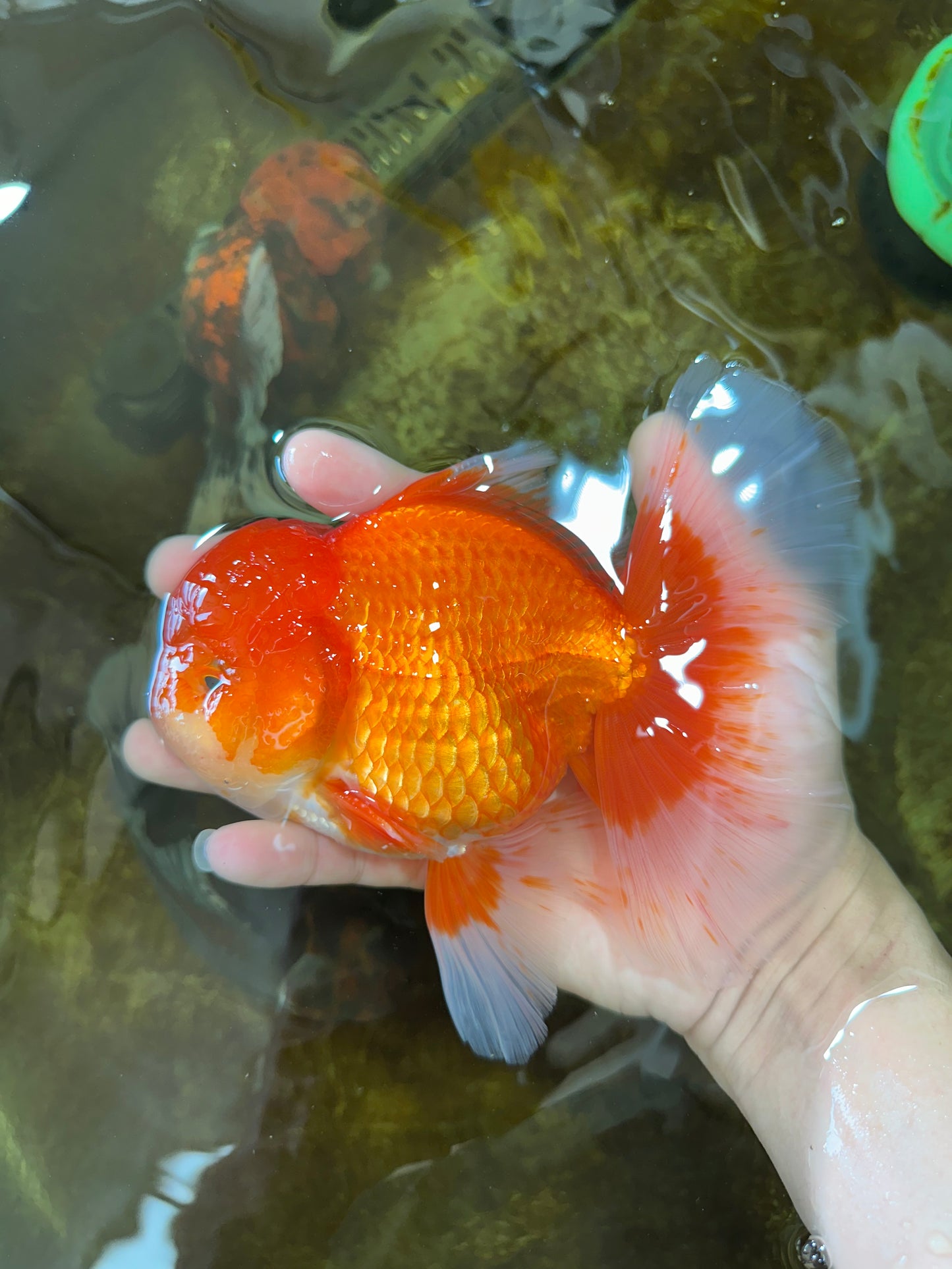AAA Grade Young Godzilla Red White  Oranda Male 6-6.5 inches #081525OR_10