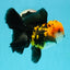 A Grade Tricolor Oranda Male 5.5 inches #112224OR_14