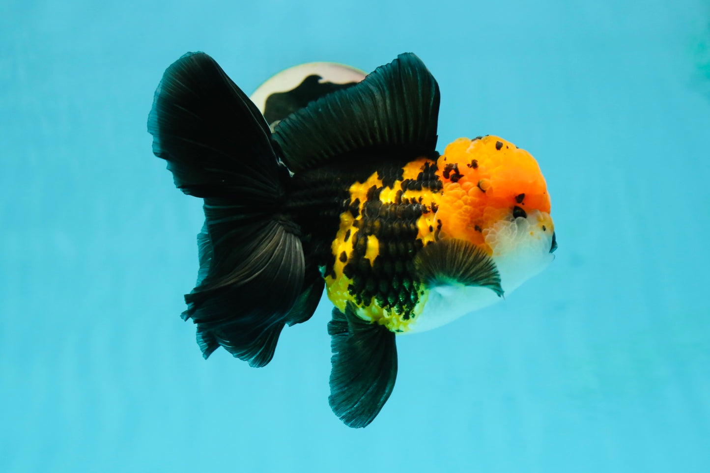 A Grade Tricolor Oranda Male 5.5 inches #112224OR_14