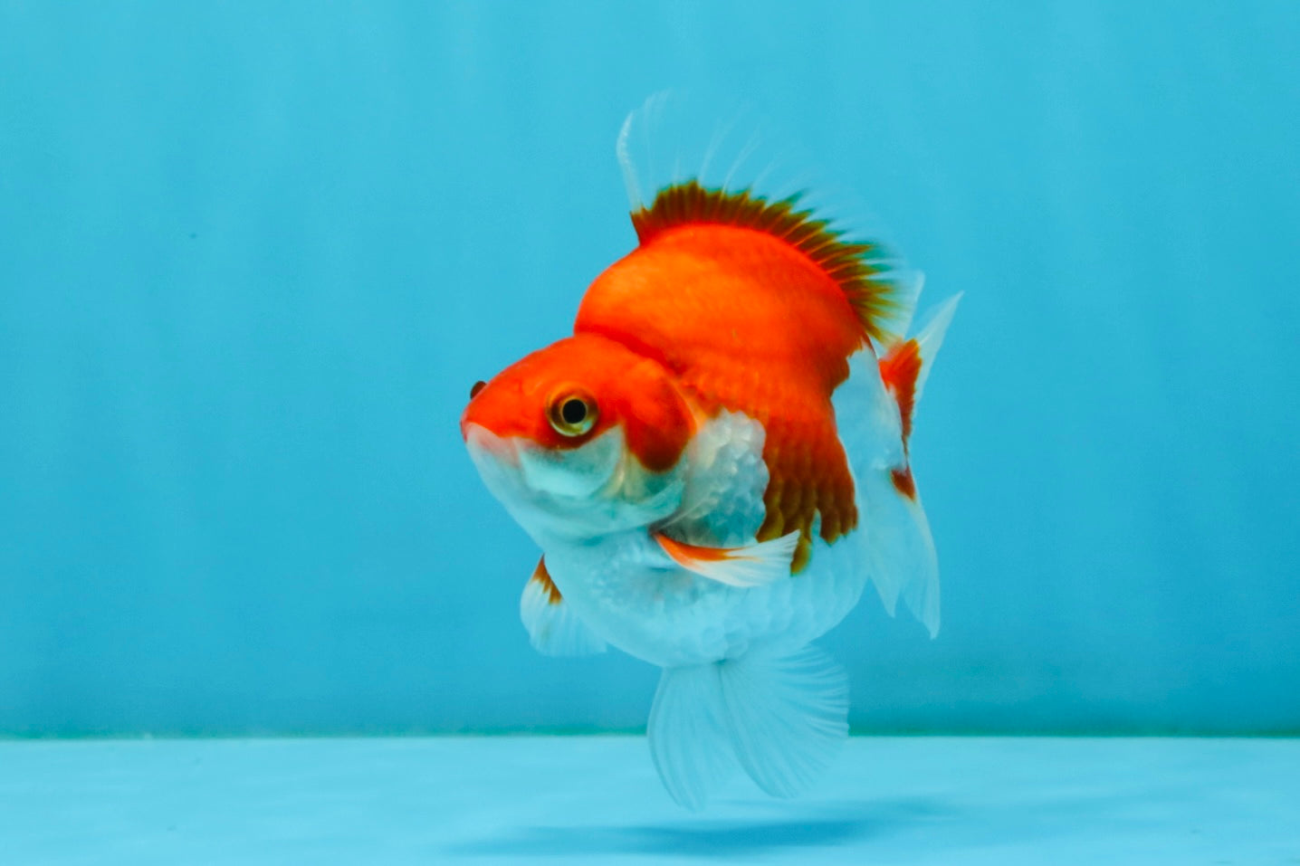 A Grade Red White Ryukin Male 4 inches #032726RK_27