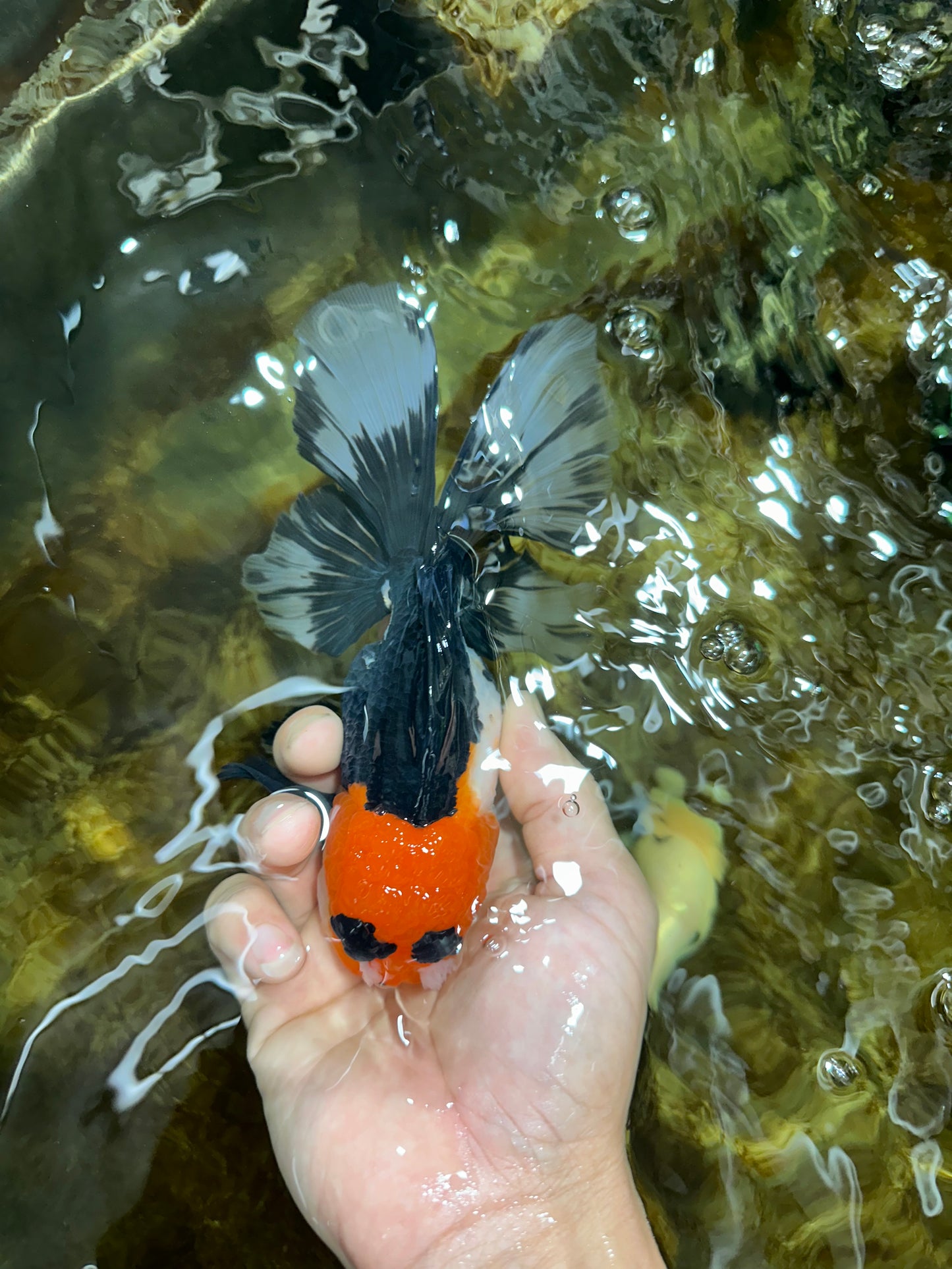 A Grade Tricolor Oranda Female 6.5 inches #090525OR_19