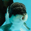 Panda Oranda Male 4.5 inches #110124OR_12