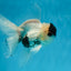 Panda Button Eyes Oranda Male 5 inches #091225OR_21