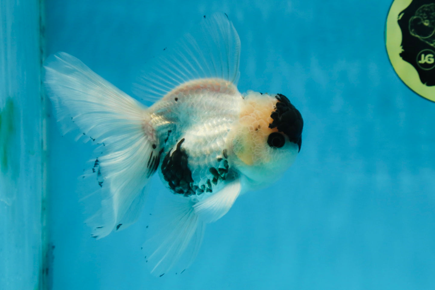 Panda Button Eyes Oranda Male 5 inches #091225OR_21