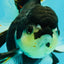 A Grade Tricolor Oranda Female 5.5 inches #081526OR_27