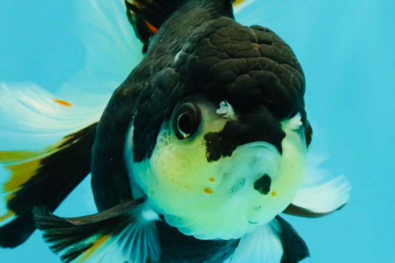 A Grade Tricolor Oranda Female 5.5 inches #081526OR_27