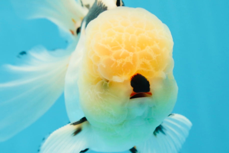 AAA Grade Tricolor Oranda Male 5.5 inches #050925OR_40
