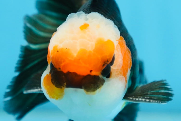 A Grade Tricolor Oranda Male 5 inches #082925OR_06