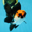 Tricolor Oranda Male 4.5-5 inches #053025OR_23