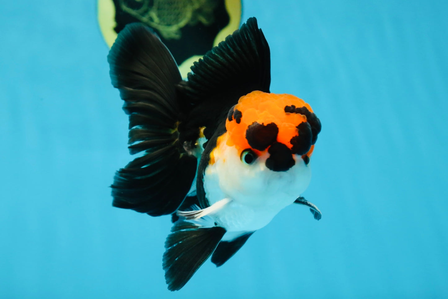 Tricolor Oranda Male 4.5-5 inches #053025OR_23