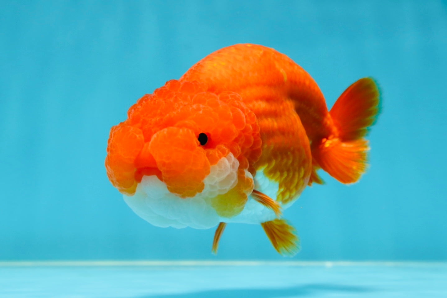 A Grade Red White LionQueen 4.5-5 inches #052325LC_22