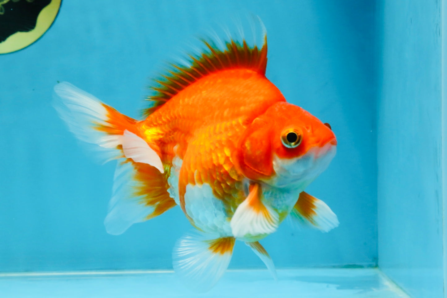 A Grade Red White Ryukin Male 5.5 inches #111425RK_13