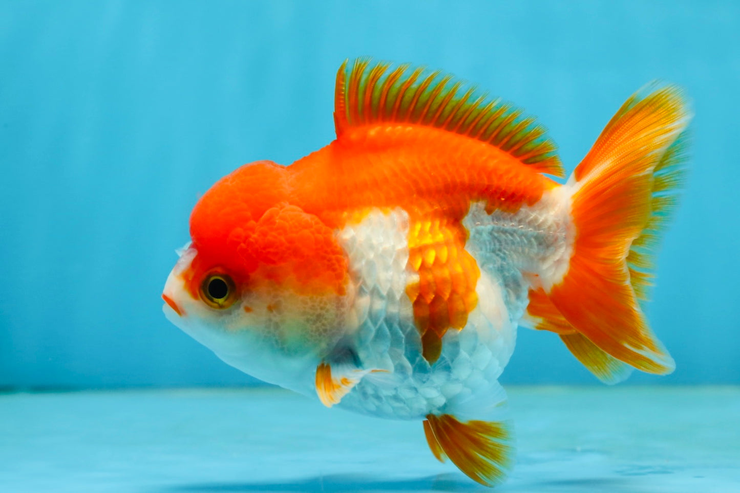 Red White Yuanbao Female 4-4.5 inches #062725YB_12