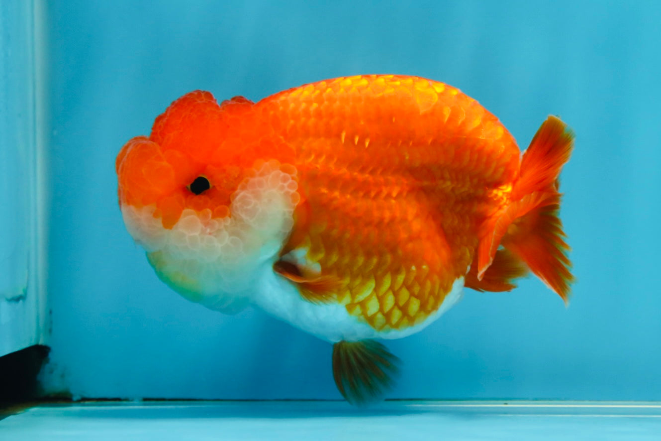 SUPER NUGGET A Grade Chubby Belly Red White LionQueen 4-4.5 inches #062025LC_11