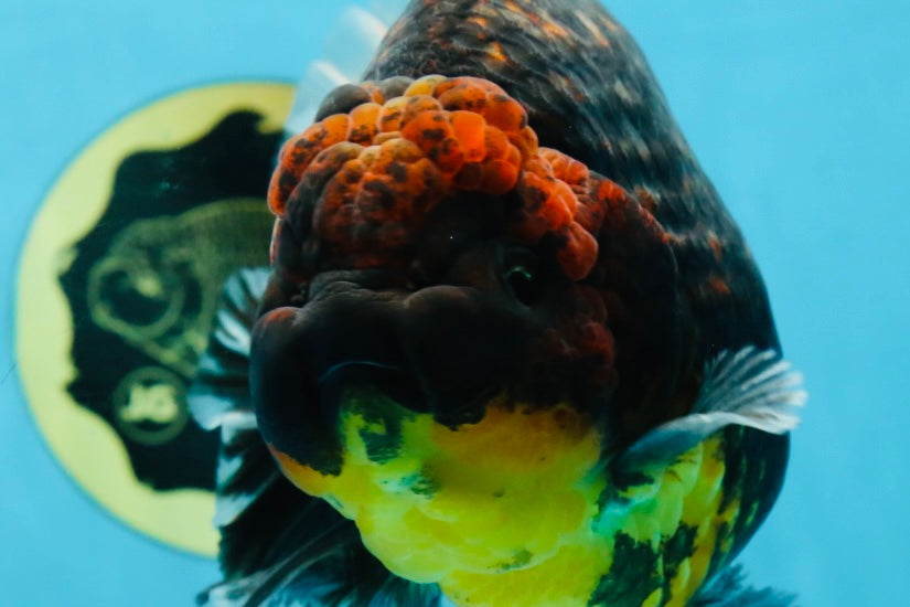 AAA Grade Dark Tiger Godzilla Oranda Female 6.5-7 inches #060625OR_13