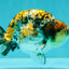 AAA Grade Special Tricolor Tiger Ranchu Male 4.5-5 inches #062626RC_08