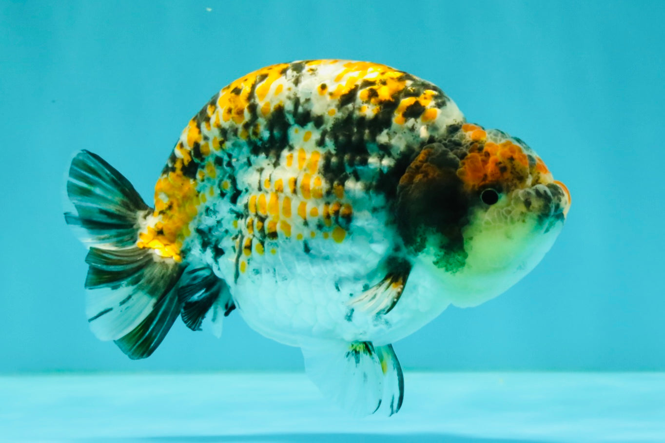 AAA Grade Special Tricolor Tiger Ranchu Male 4.5-5 inches #062626RC_08