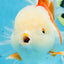 AAA Grade BEAUTY Red White Oranda Female 6.5 inches #100325OR_13