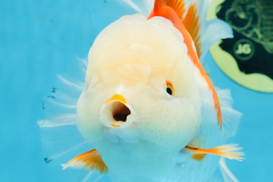 AAA Grade BEAUTY Red White Oranda Female 6.5 inches #100325OR_13