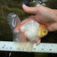 A Grade White Oranda Male 5.5 inches #101626OR_13