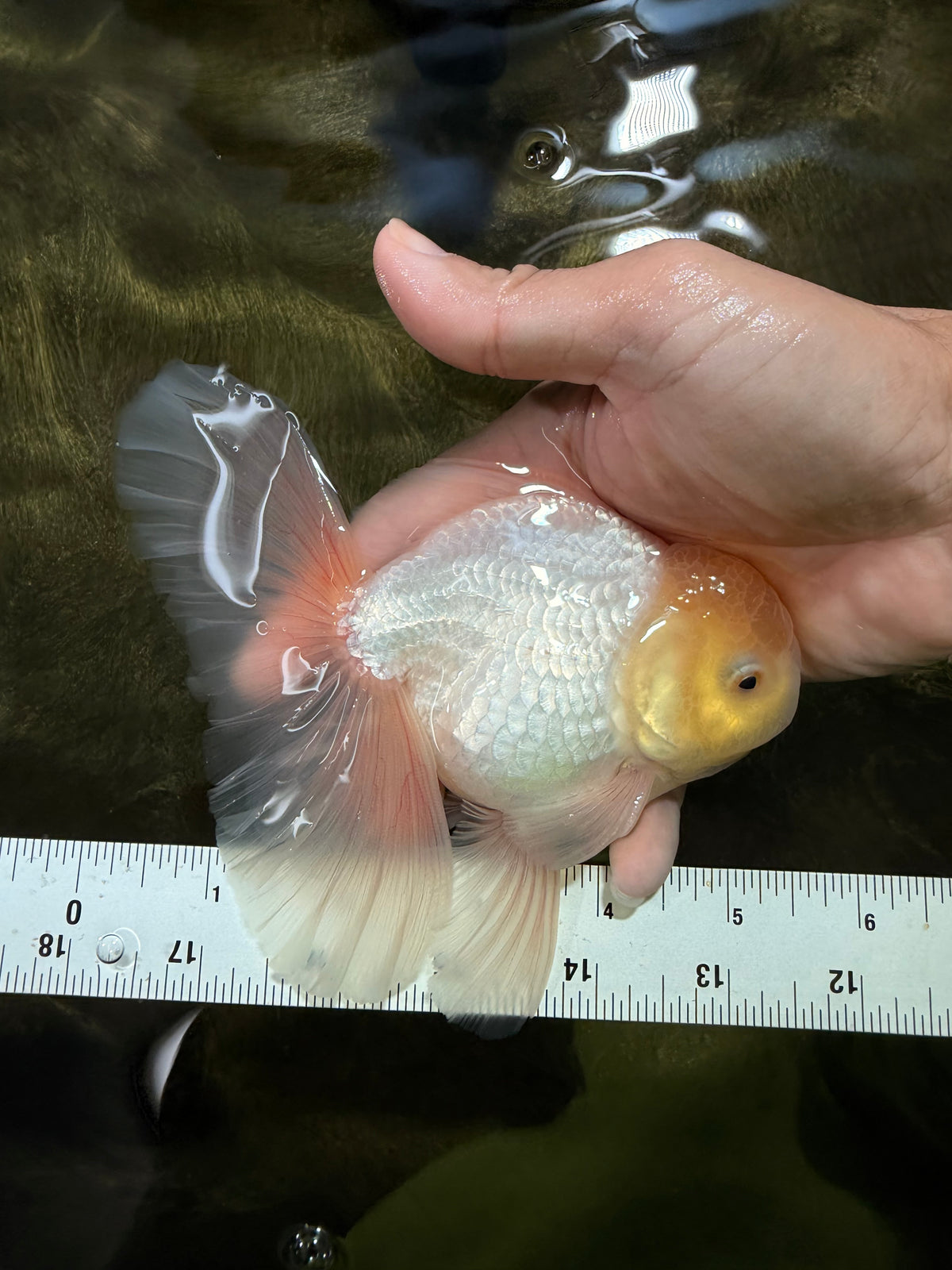 A Grade White Oranda Male 5.5 inches #101626OR_13