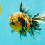 CHUBBY A Grade Calico Tiger Oranda Male 6-6.5 inches #091826OR_04
