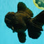 KING KONG AAA Grade Black Oranda Female 6.5-7 inches #100226OR_31