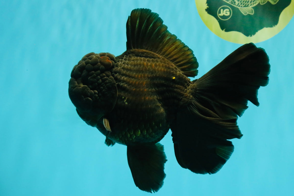 KING KONG AAA Grade Black Oranda Female 6.5-7 inches #100226OR_31