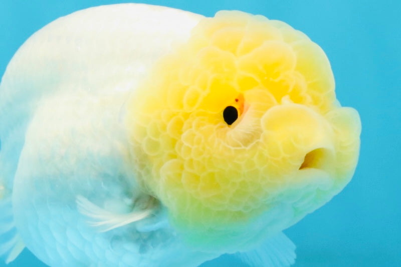 SUNNY AAA Grade Red White LionQueen 4.5 inches #032726LC_15