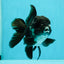 A Grade Bulldog Panda Oranda Male 5-5.5 inches #0524OR_01