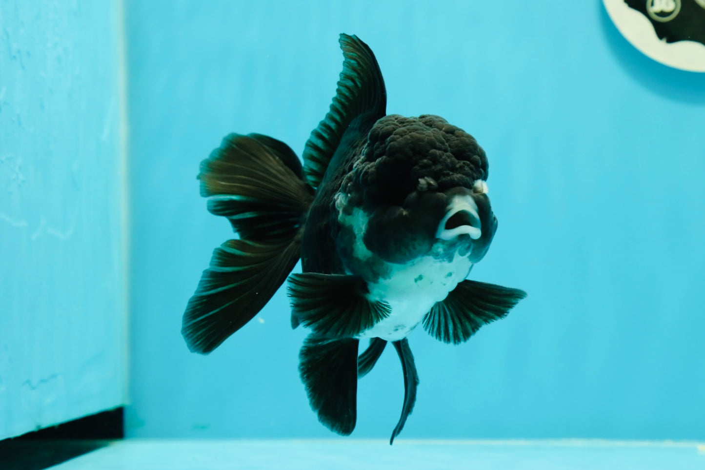 A Grade Bulldog Panda Oranda Male 5-5.5 inches #0524OR_01