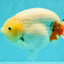 AAA Grade Sakura Ranchu Female 5.5-6 inches #102326RC_02