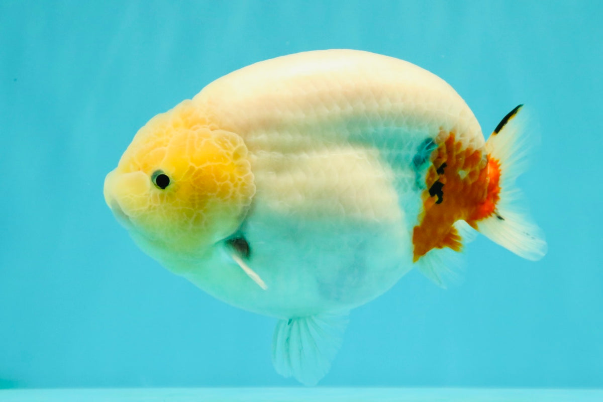 AAA Grade Sakura Ranchu Female 5.5-6 inches #102326RC_02