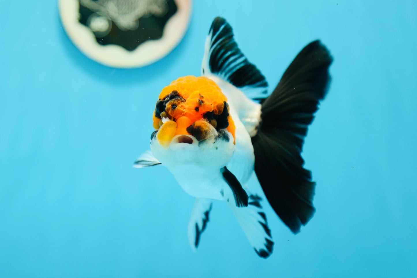 Oranda tricolor hembra de grado AAA de 5 pulgadas n.° 0825OR_04