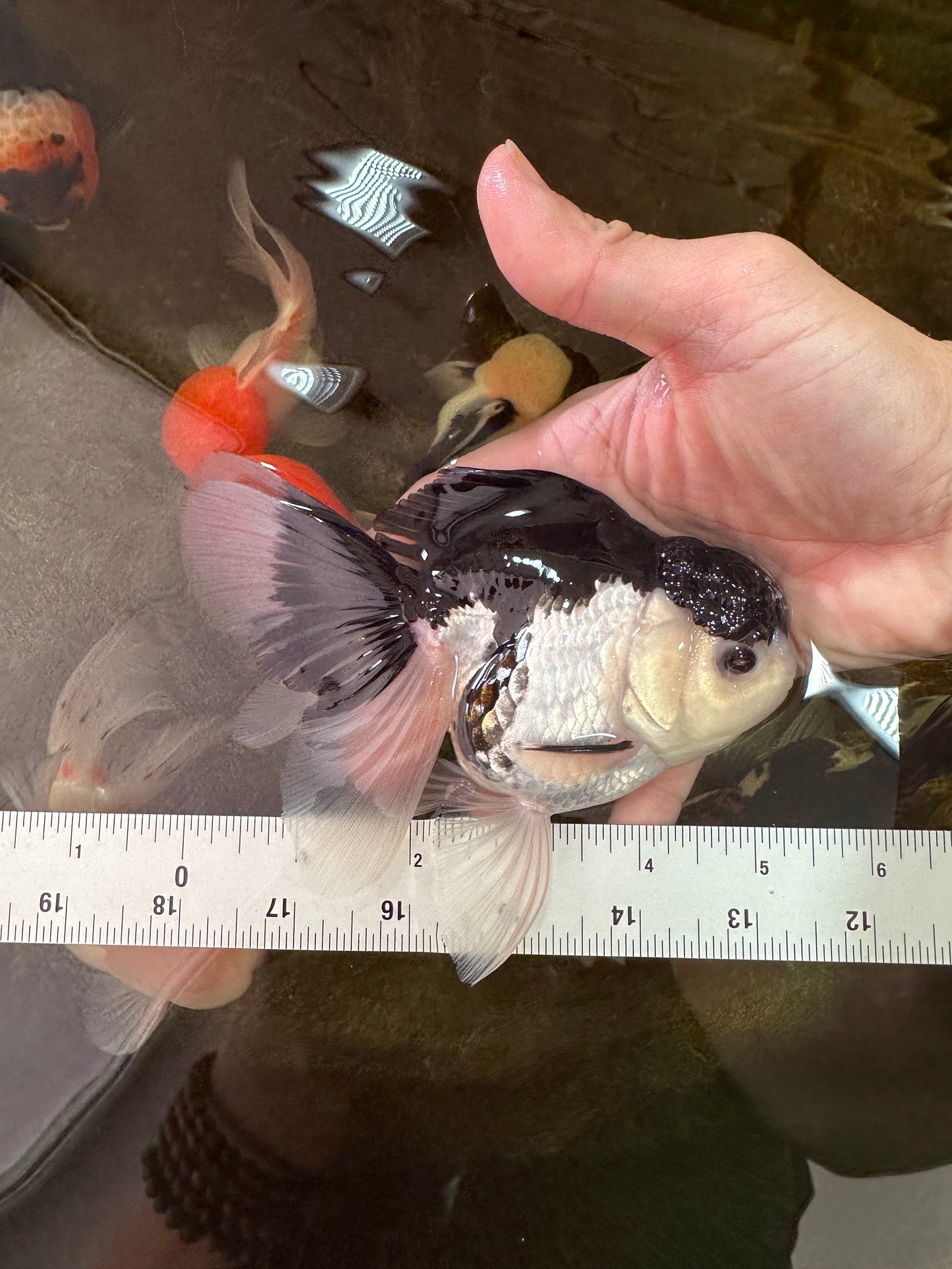 A Grade Panda Oranda Female 5-5.5 inches #051625OR_34