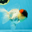 Unique Color AAA Grade Tricolor Lava Head Oranda Male 5 inches #042525OR_08