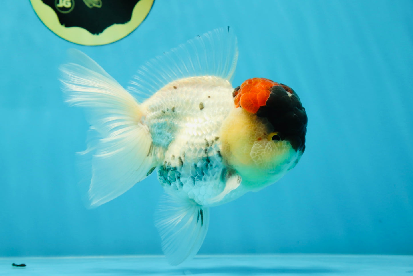 Unique Color AAA Grade Tricolor Lava Head Oranda Male 5 inches #042525OR_08