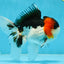 A Grade Tricolor Oranda Male 5.5 inches #051625OR_30