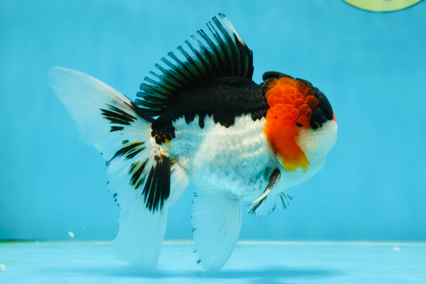 A Grade Tricolor Oranda Male 5.5 inches #051625OR_30