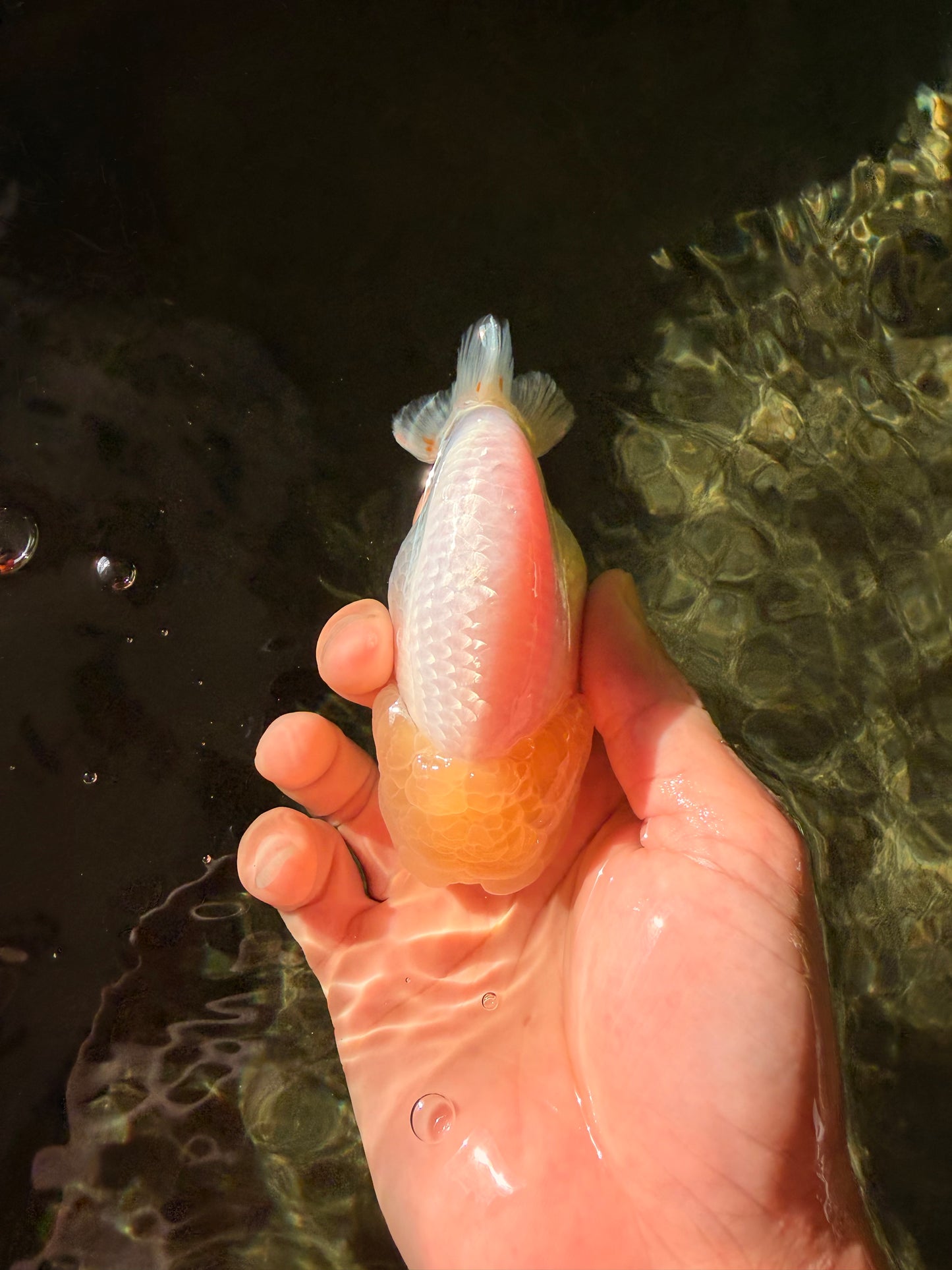 A Grade White LionQueen 4-4.5 inches #032726LC_20