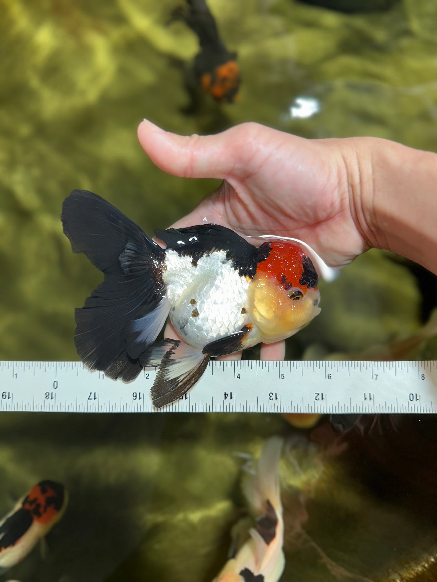 MIKE TYSON A Grade Tricolor Oranda Female 5.5-6 inches #041825OR_12